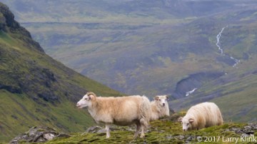 Icelandic Sheep