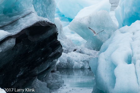 Icy Aviary - Perspective 1