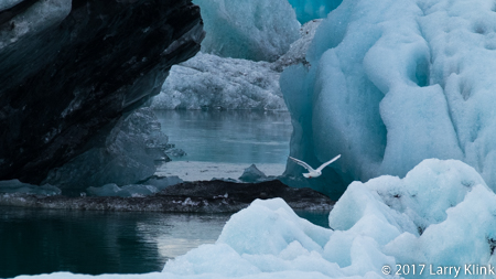 Icy Aviary - Perspective 4