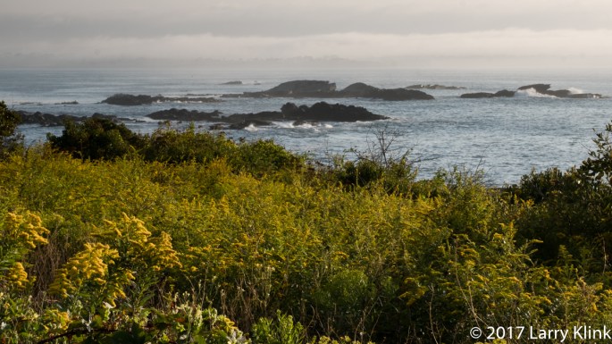 Goldenrod at Sunrise