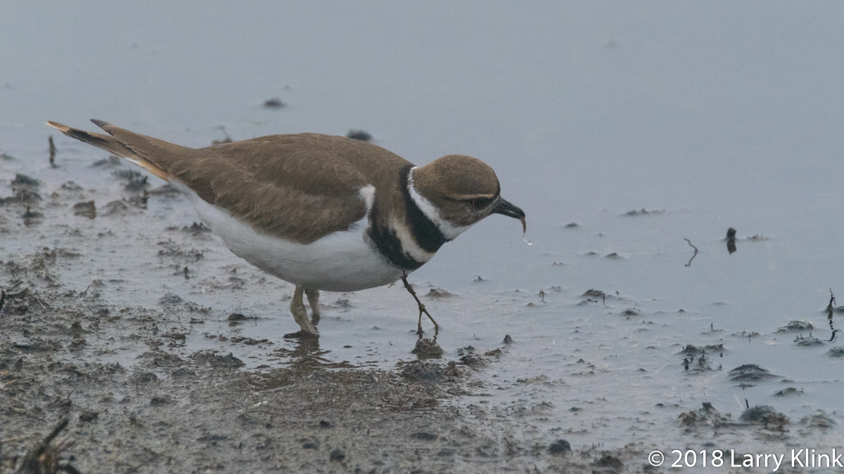 Killdeer