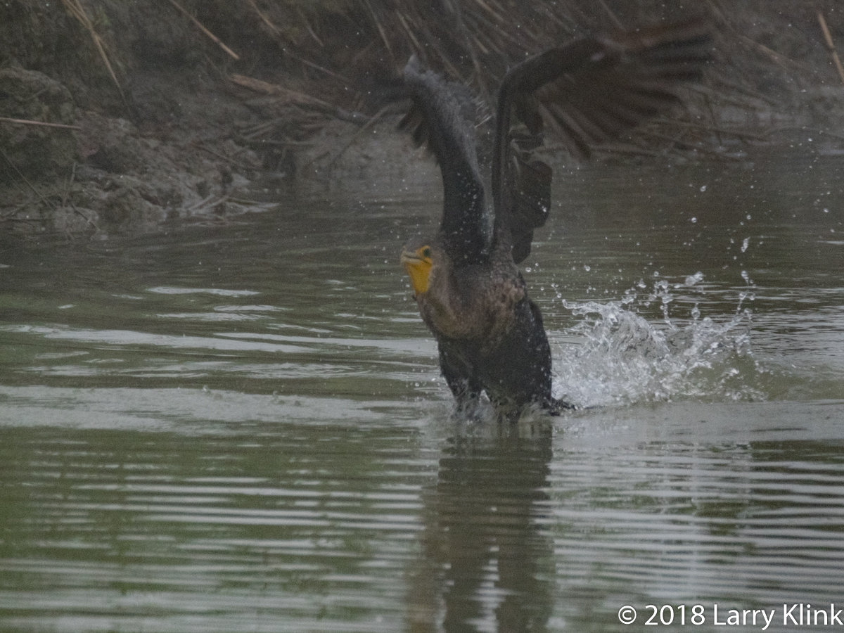 Double Crested Cormourant