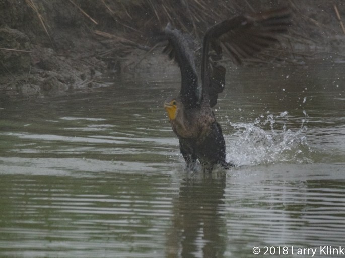 Double Crested Cormourant