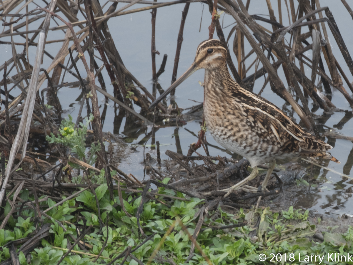 Wilson's Snipe