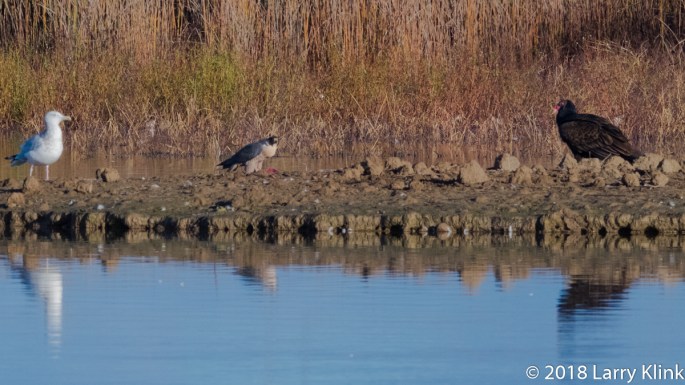 Peregrine Falcon, Herring Gull, Turkey, Vulture