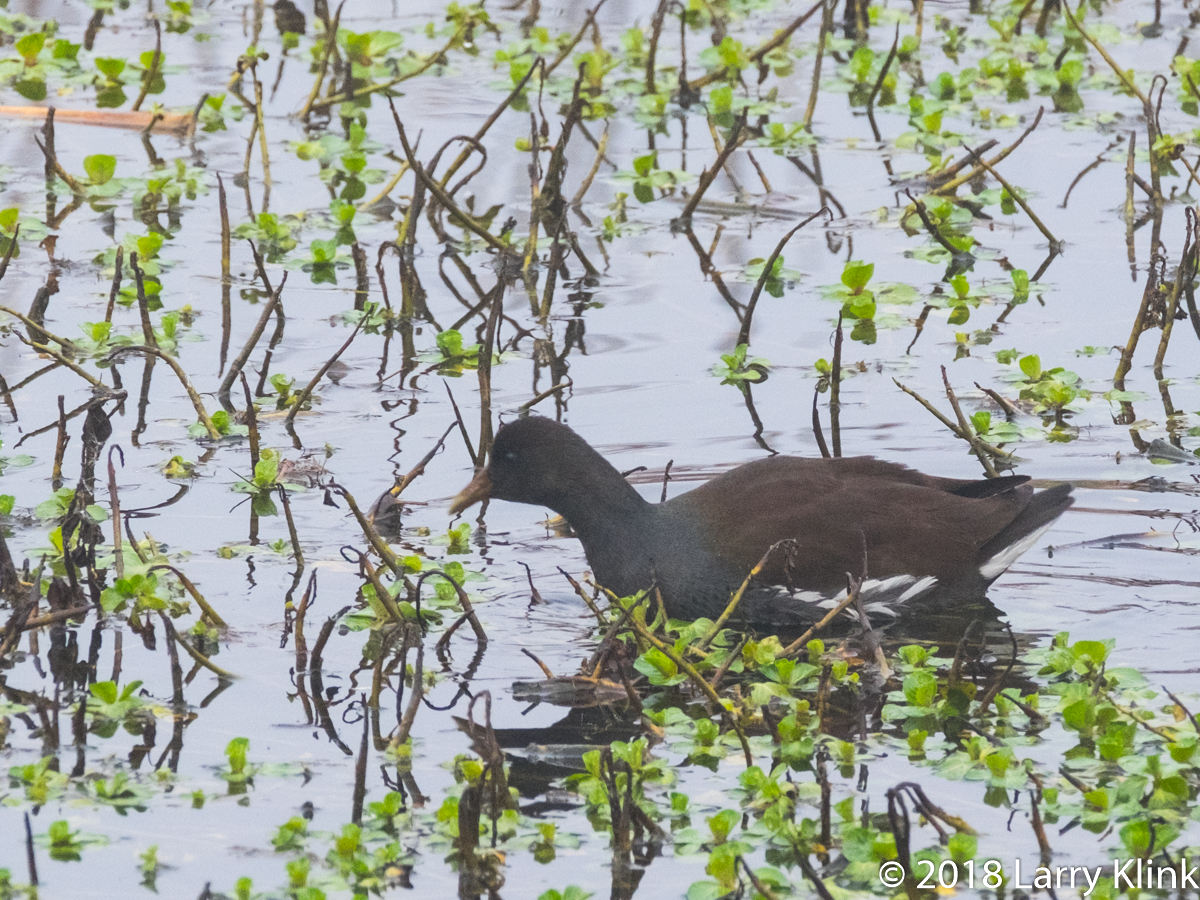 Common Moorhen (Waterhen, Swamp Chicken, Rail, closely related f