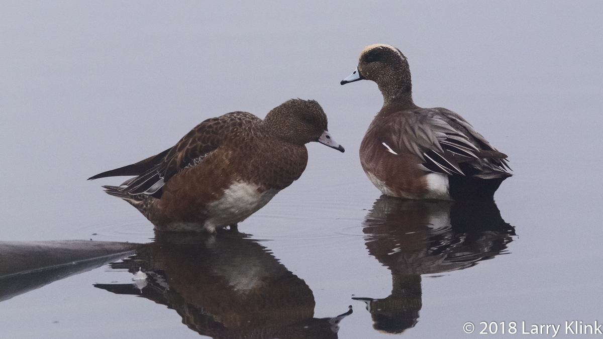 American Wigeon