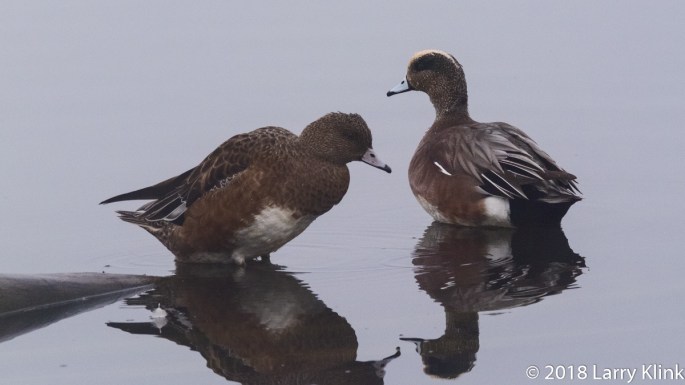 American Wigeon