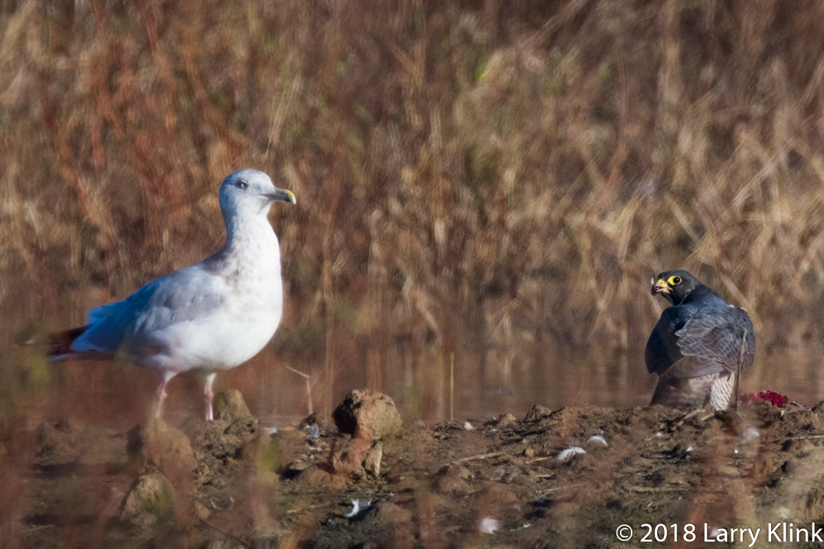 Peregine Falcon, Herring Gull