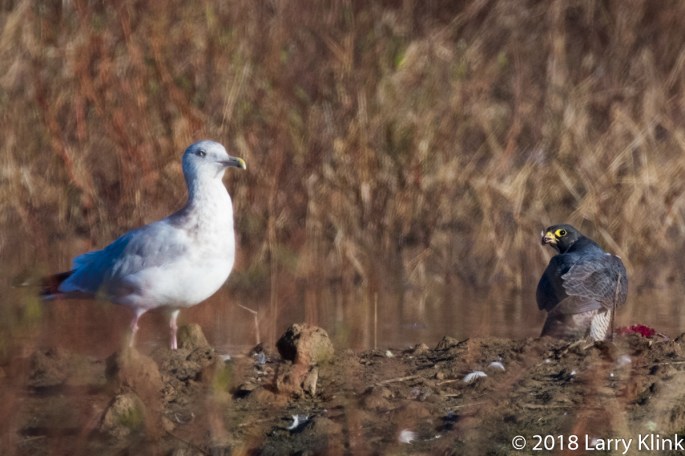 Peregine Falcon, Herring Gull