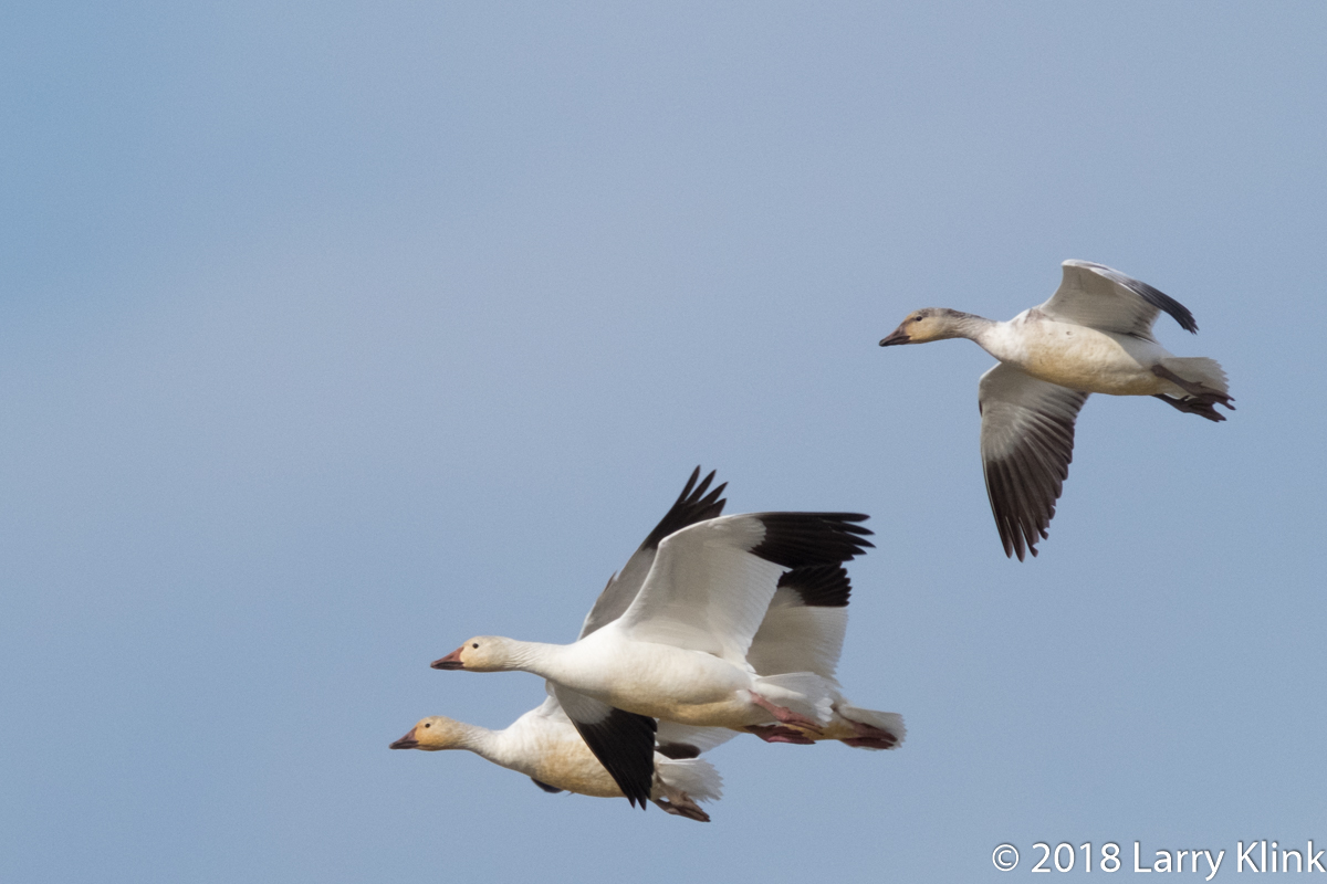Snow Geese