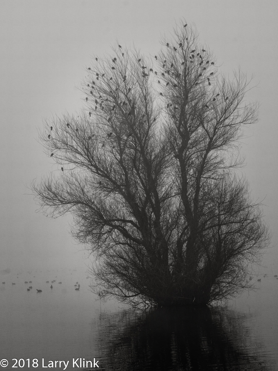 Birding on a Peaceful, Foggy Morn