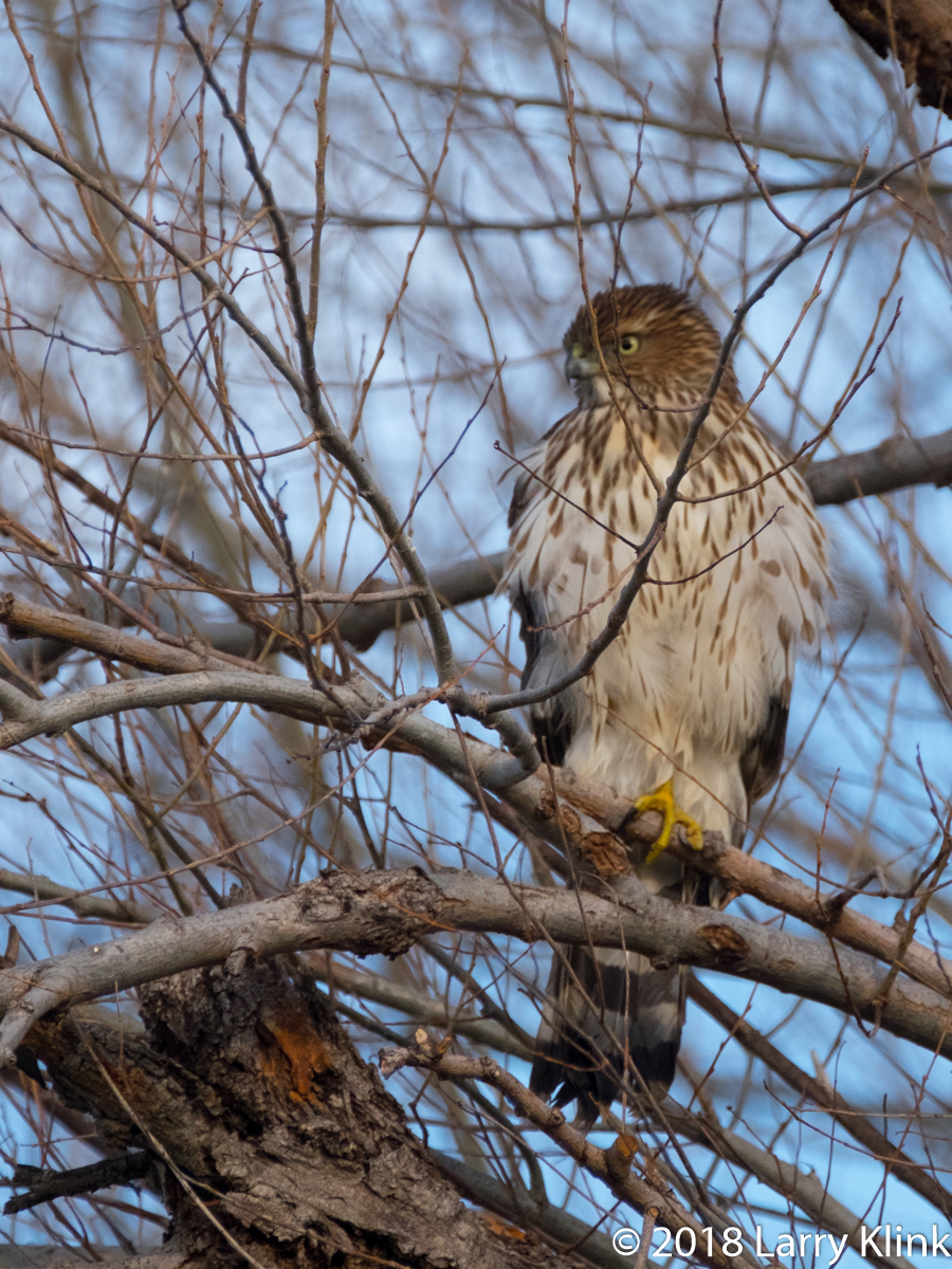 Female Northern Harrier (aka Marsh Hawk)