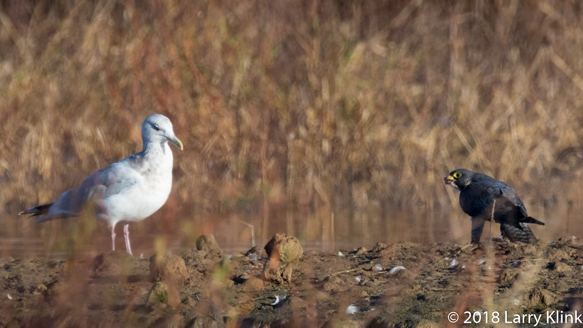 Peregine Falcon, Herring Gull