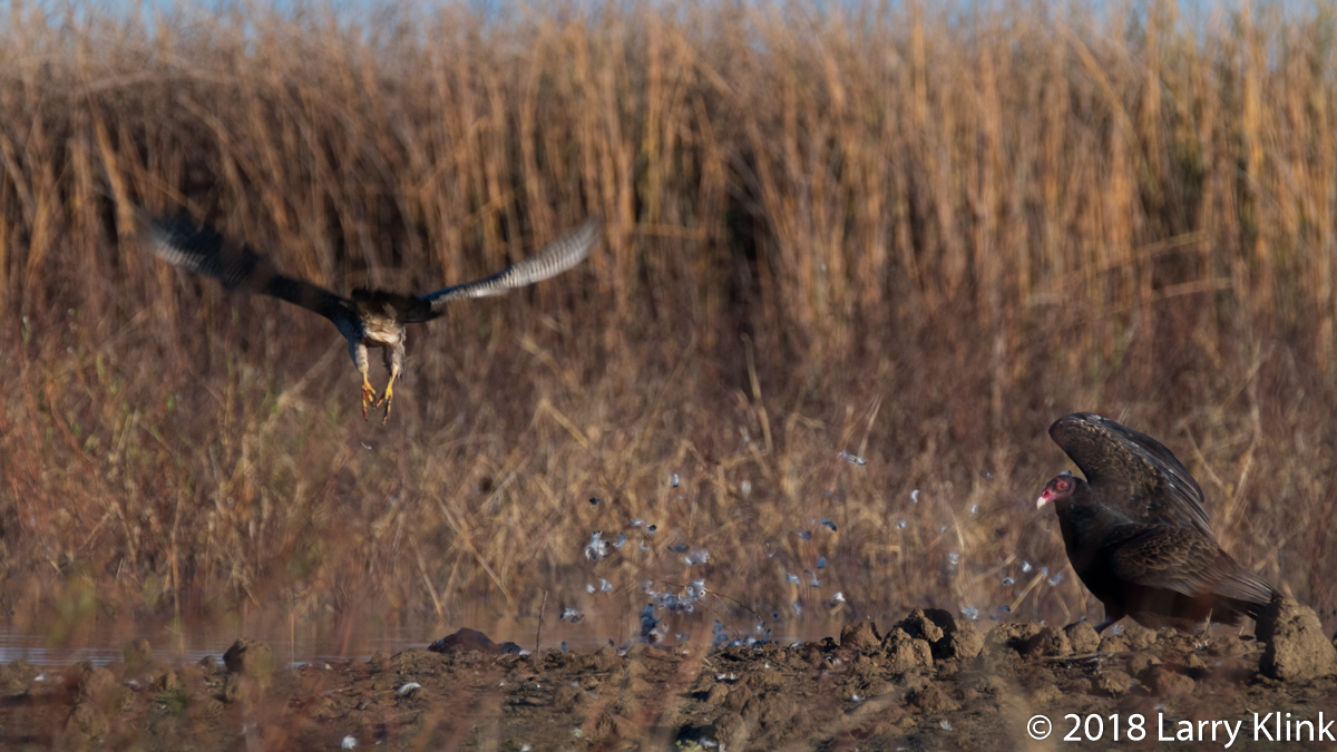 Peregine Falcon, Turkey Vulture