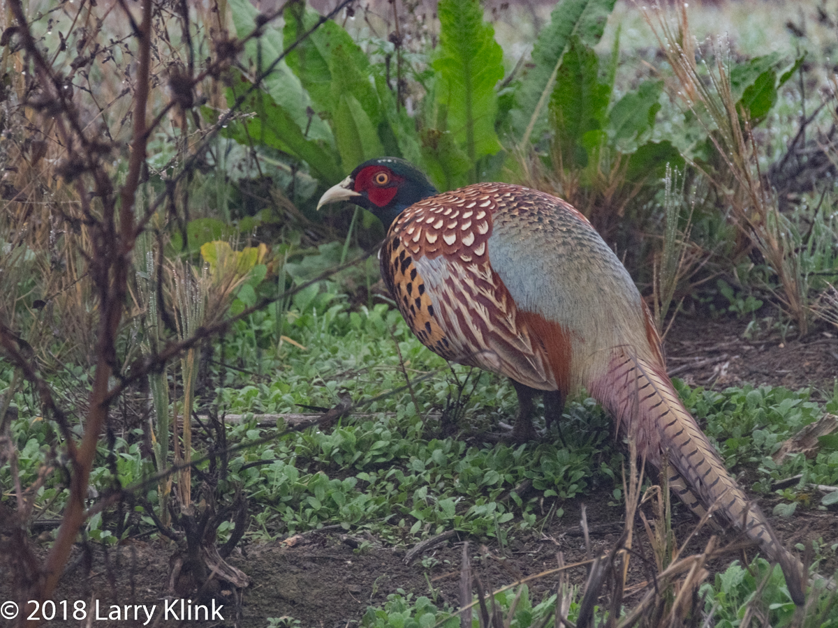 Ring Necked Pheasant