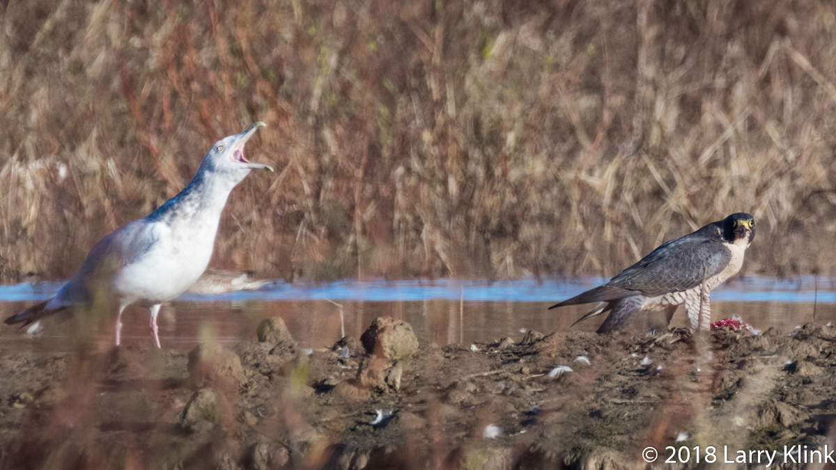 Peregine Falcon, Herring Gull