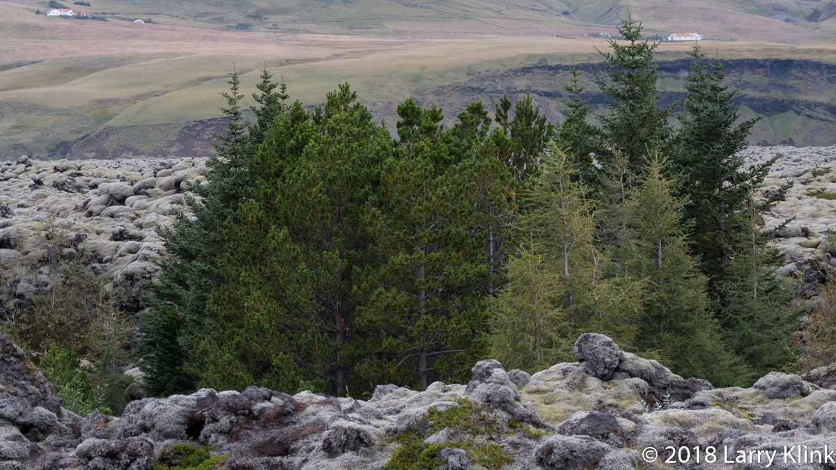 Trees in a Lava Field