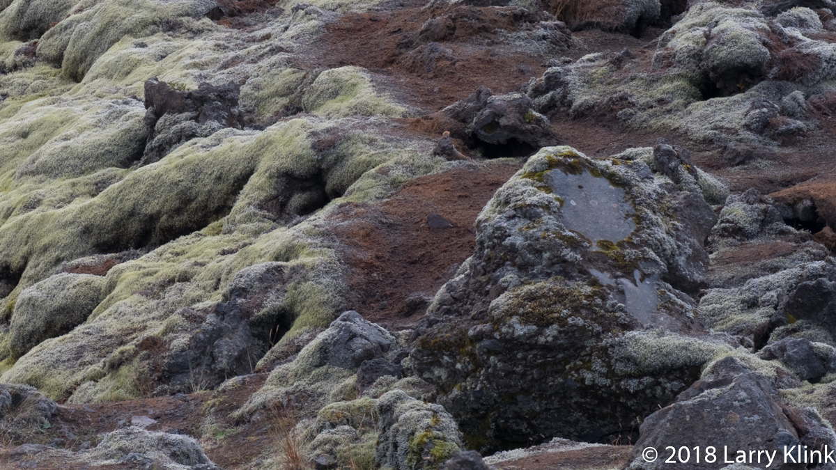 Lichen Blanketing a Lava Field