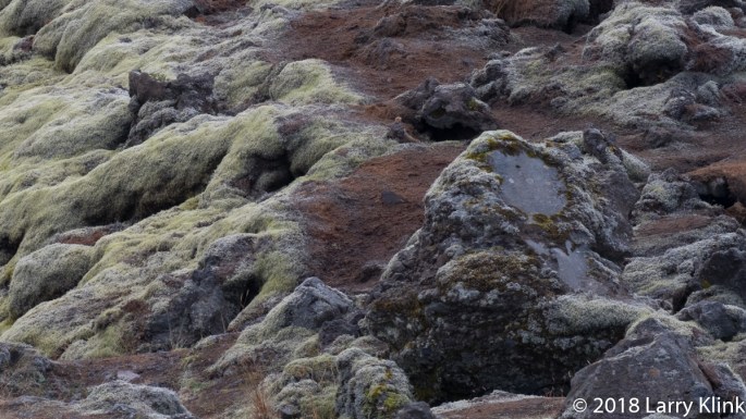 Lichen Blanketing a Lava Field