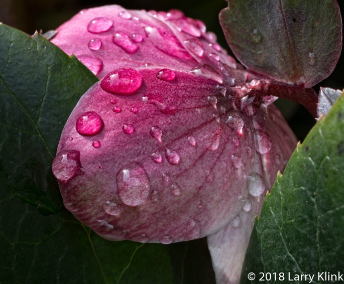 Lenten Rose - P4