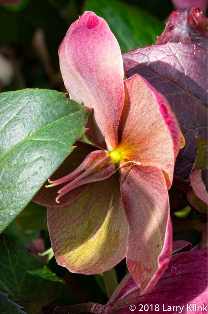 Lenten Rose - P3