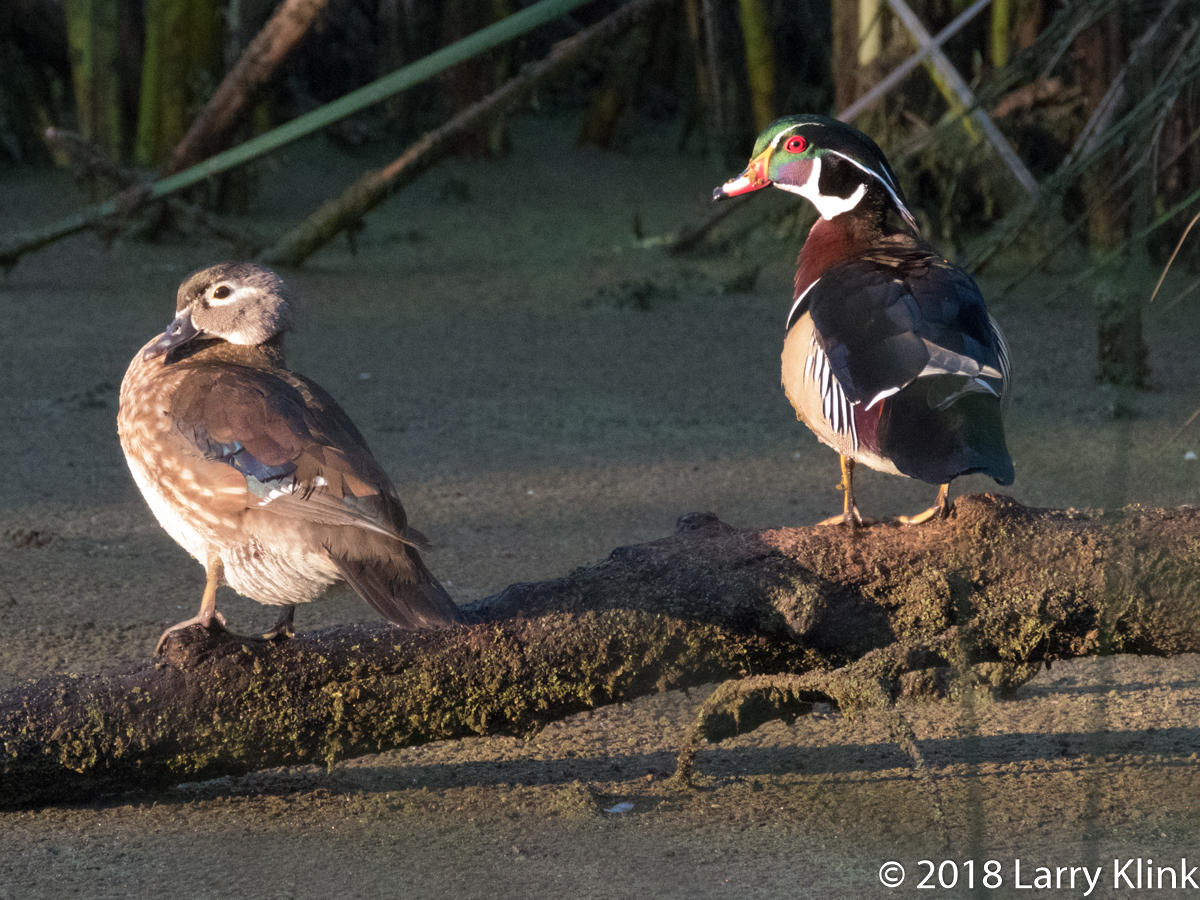 Image of a pair of wood ducks.