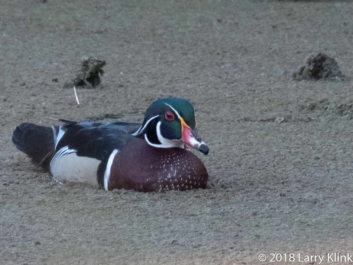 Image of a male wood duck in a pond.