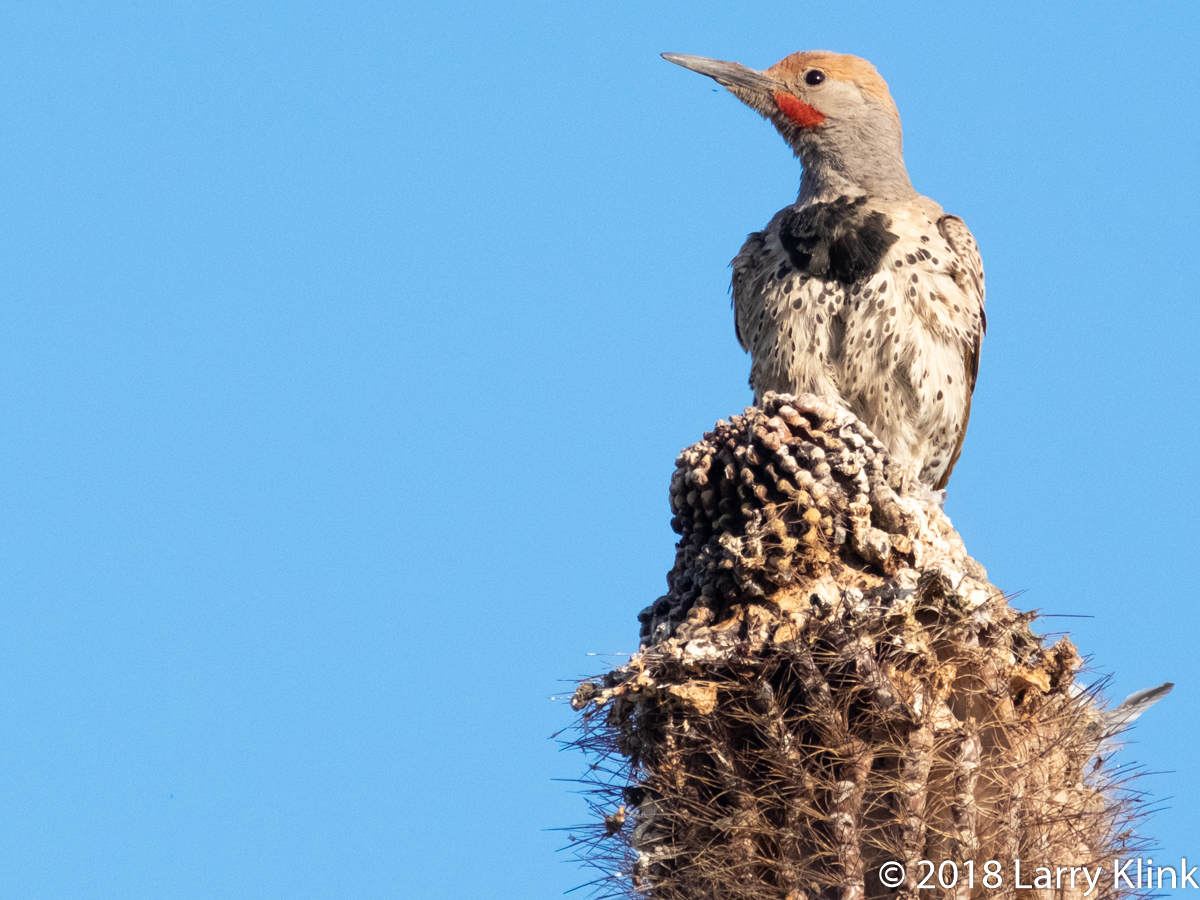 Image of a Gilded Flicker perched atop a saguaro cactus