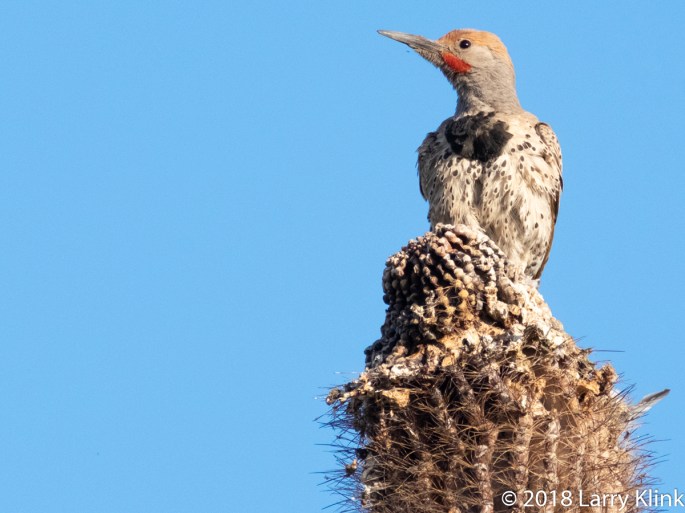 Image of a Gilded Flicker perched atop a saguaro cactus