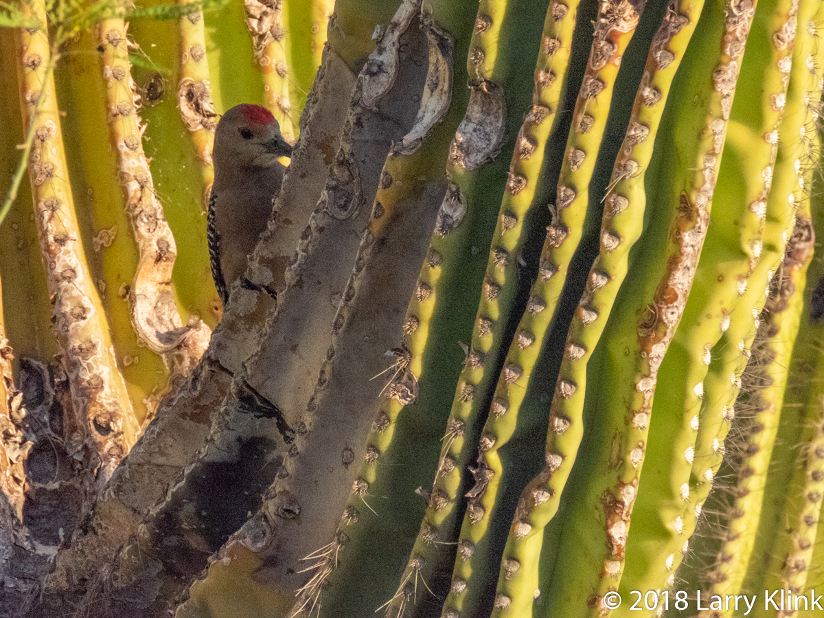 Image of a Gila Woodpecker hidden among the arms of a saguaro cactus