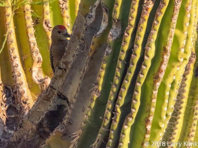 Image of a Gila Woodpecker hidden among the arms of a saguaro cactus