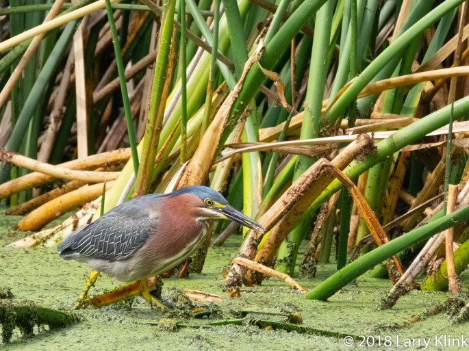 Green Heron