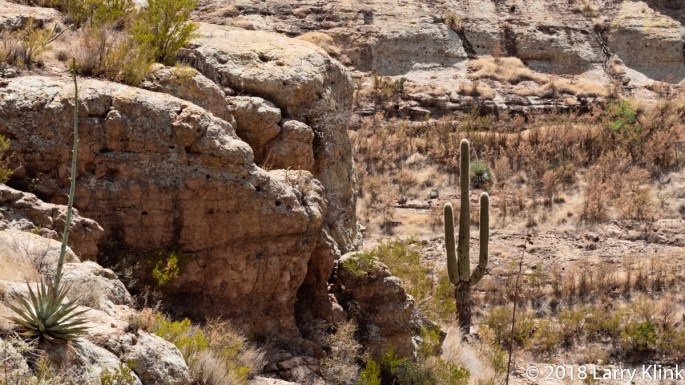 Desert Landscape with Cactus
