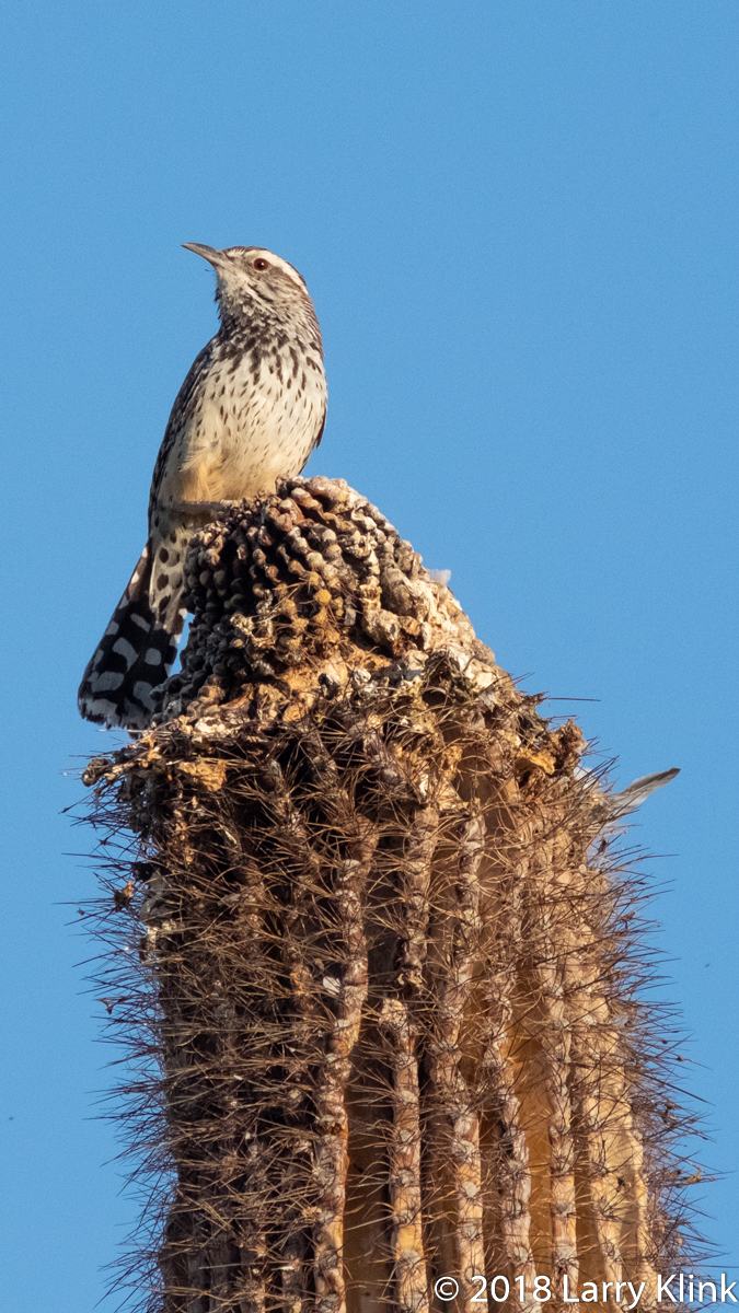 Image of a Cactus Wren perched atop a saguaro cactus