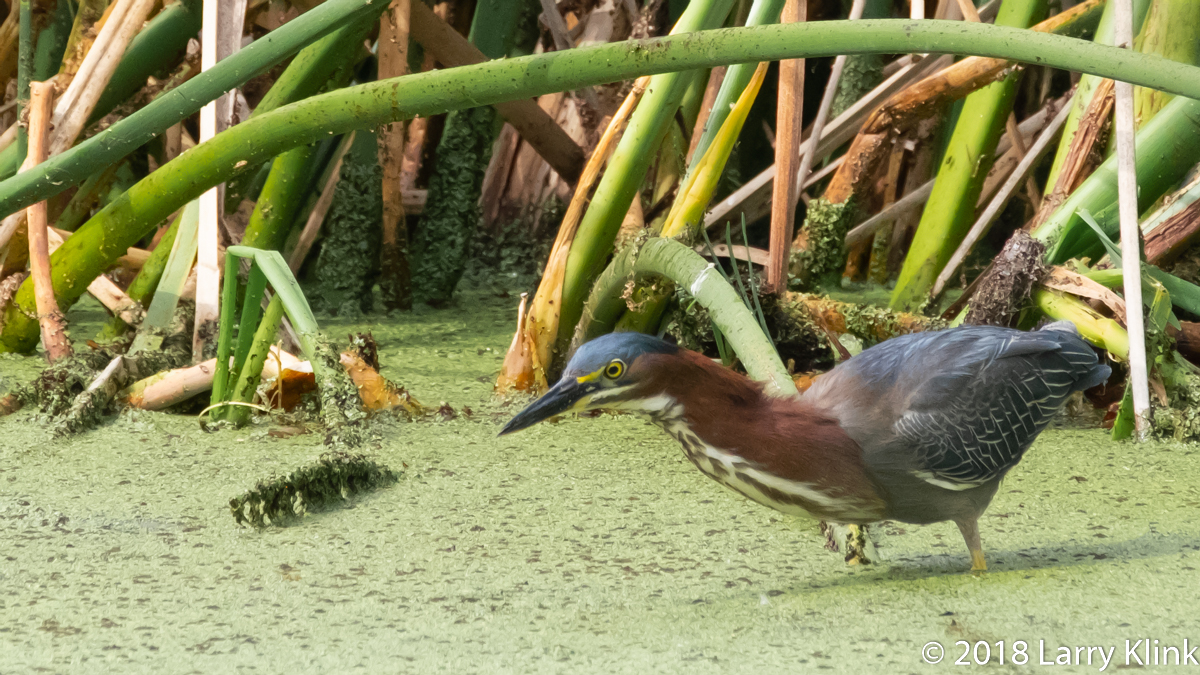 Green Heron