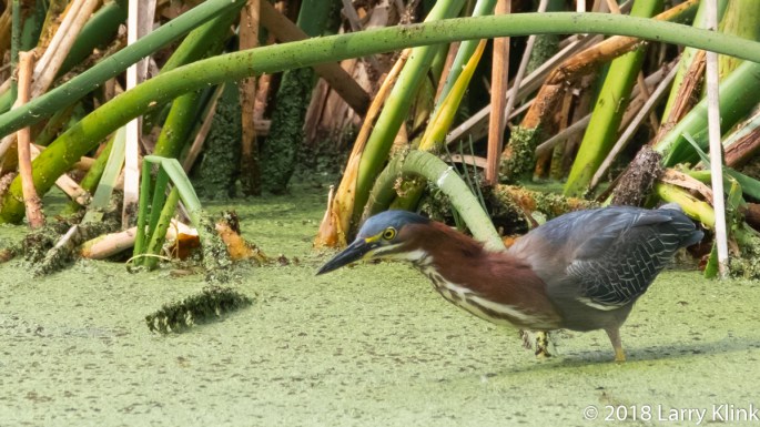 Green Heron