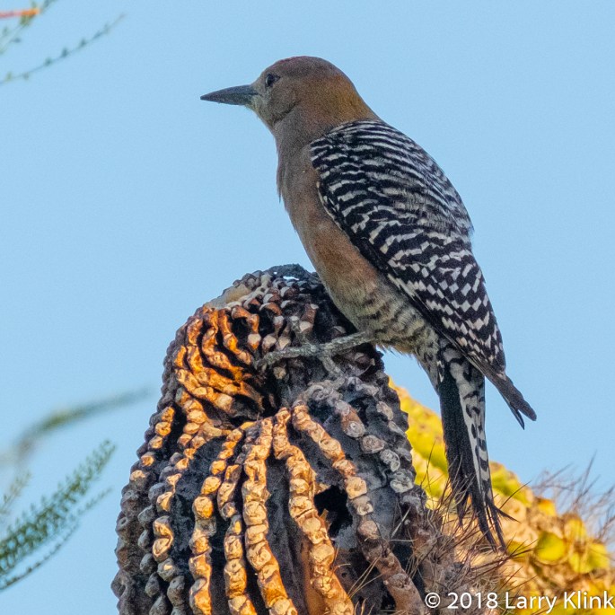 Image of a Gila Woodpecker perched atop a saguaro cactus