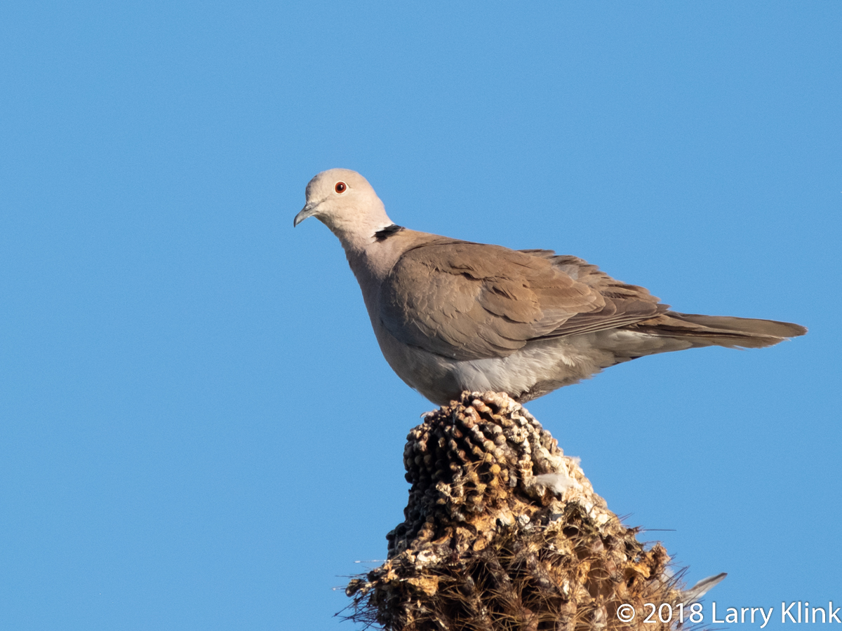 Image of a European Collared Dove perched atop a saguaro cactus