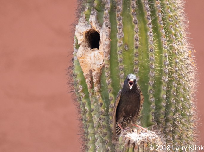 Image of a European Starling standing by its nesting hole in a saguaro cactus