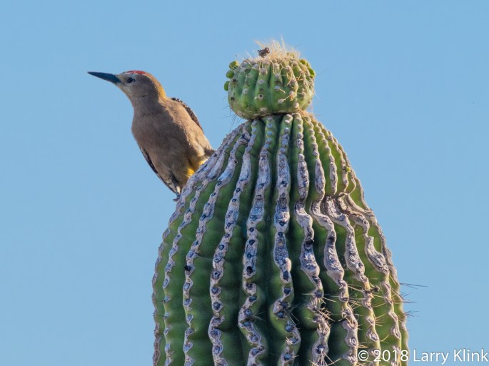 Image of a Gila Woodpecker perched atop a saguaro cactus