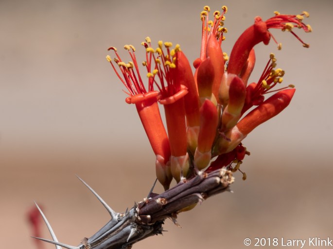 Image of an Ocotillo Cactus Bloom