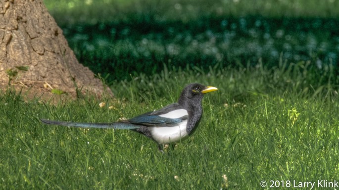 Yellow Billed Magpie