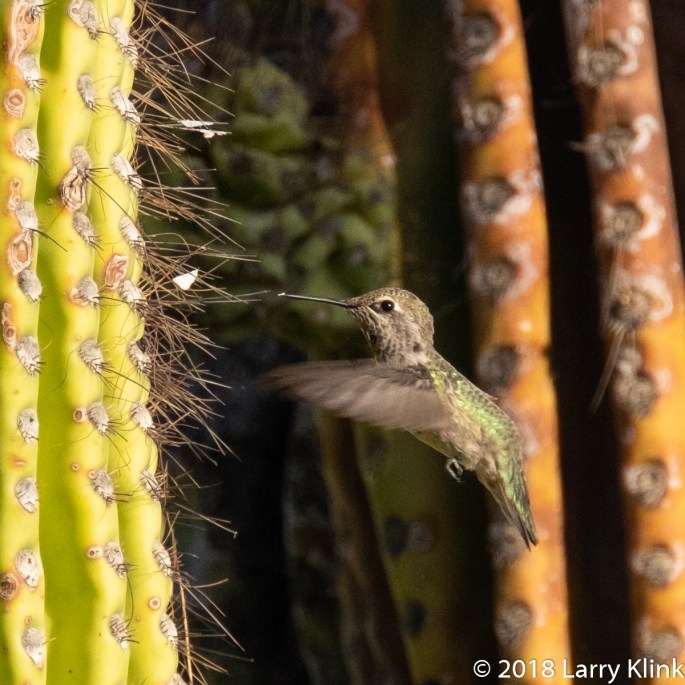 Image of an Anna's Hummingbird hovering alongside a saguaro cactus