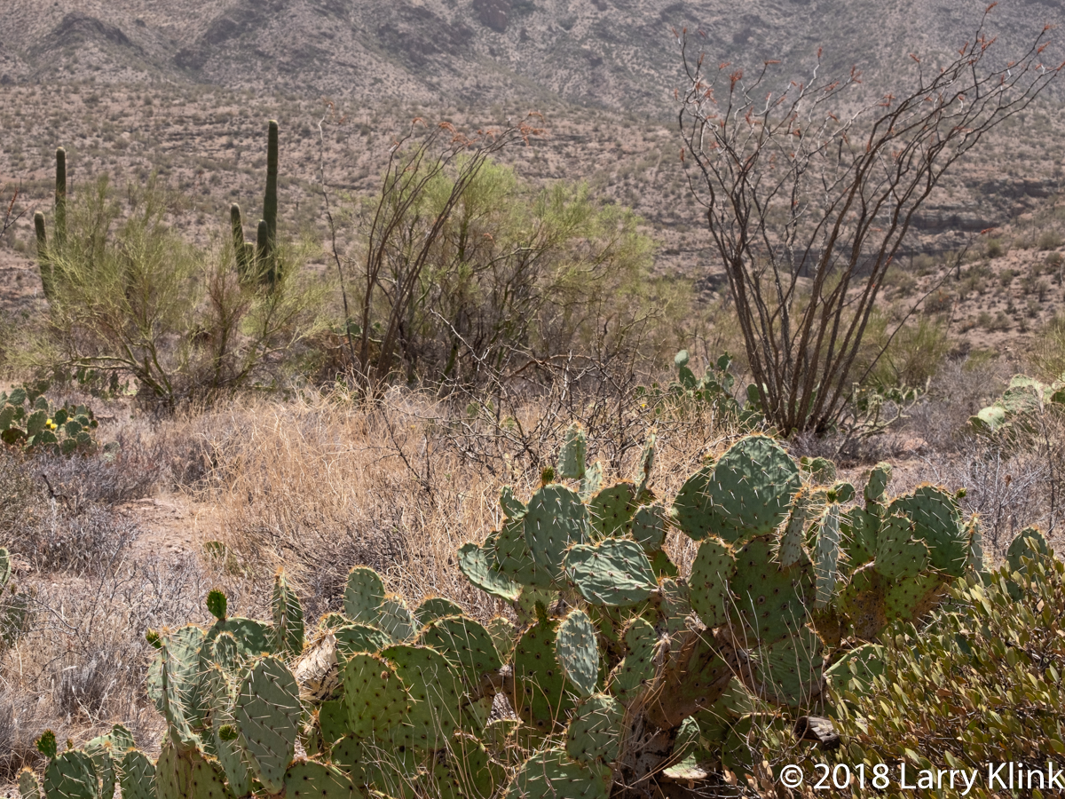 Landscape image of the Sonoran Desert featuring its Vegetation