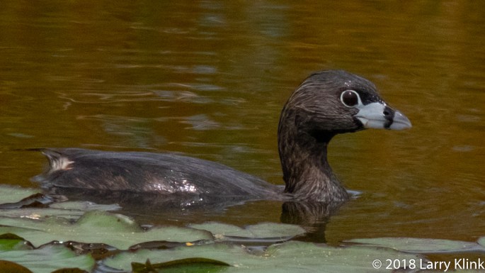 Pied Billed Grebe