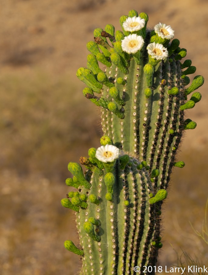Image of a Saguaro Cactus Bloom