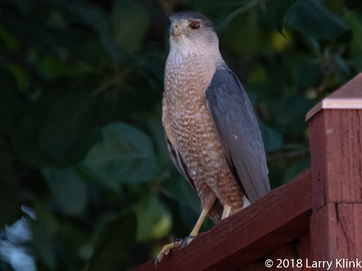 Cooper's Hawk