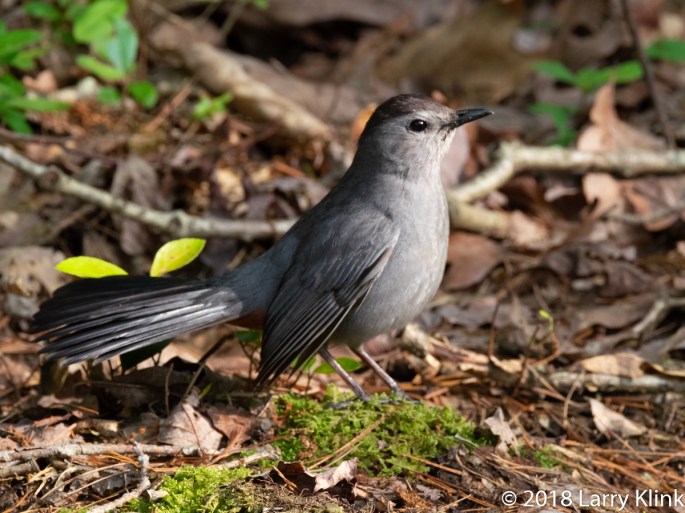 Gray Catbird
