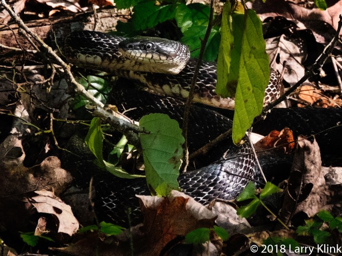 Northern Black Racer Snake